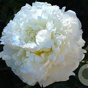 Paeonia (LD) 'Marie Lemoine' GM  P11