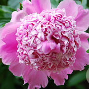 Paeonia (LD) 'Monsieur Jules Elie' GM  P11