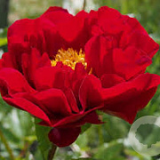 Paeonia (HH) 'The Mackinac Grand' GM  P11