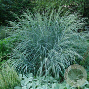 Panicum amarum 'Dewey Blue' GM P9