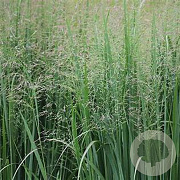 Panicum virgatum 'Nican' GM P9