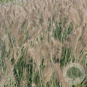 Pennisetum al. 'Reborn' GM P9
