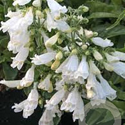 Penstemon hirsutus 'Pygmaeus Albus' GM P9