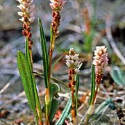 Persicaria vivipara GM P9