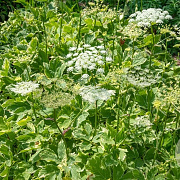 Peucedanum ostruthium 'Daphnis' GM P9
