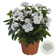 Phlox (P) Flame Light Blue GM P9