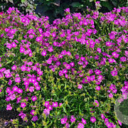 Phlox 'Opening Act Romance' GM P9