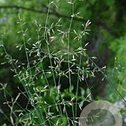 Poa glauca GM 2,0L