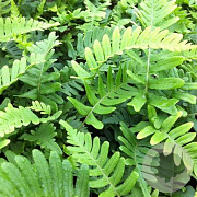 Polypodium vulg. 'Bifido Multifid.' GM P9