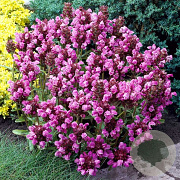 Prunella grand. 'Inshriach Ruby' GM P9