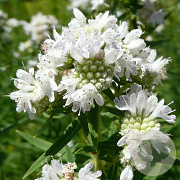 Pycnanthemum virginicum GM P9