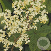 Rodgersia 'Borodin' GM P9