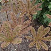 Rodgersia 'Joop Ploeger' GM P9