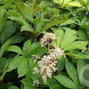 Rodgersia 'Purdomii' GM P9