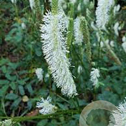 Sanguisorba canadensis GM P9