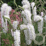 Sanguisorba o. 'Jam Session' GM P9