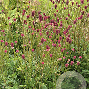 Sanguisorba 'Proud Mary' GM P9