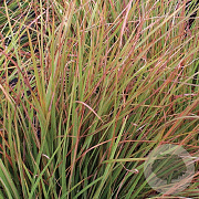 Schizachyrium sc. 'Blaze' GM P9