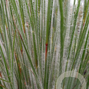 Schizachyrium sc. 'Ha Ha Tonka' GM P9