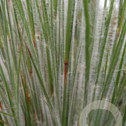 Schizachyrium sc. 'Ha Ha Tonka' GM P9