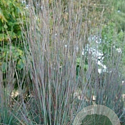 Schizachyrium sc. 'St.Ovation' GM P9