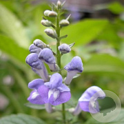 Scutellaria incana GM P9