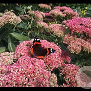 Sedum t. Seduction Pink Passion GM P9