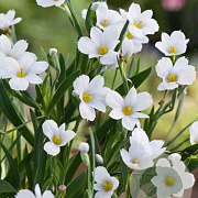 Sisyrinchium 'Iceberg' GM P9