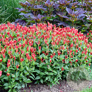 Spigelia maril. 'Little Redhead' GM P9