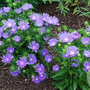 Stokesia laevis 'Peachie's Pick' GM P9