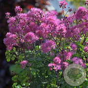 Thalictrum a. 'My Little Favourite' GM P9