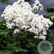 Thalictrum 'TNTNW' GM P9