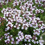 Thymus v. 'Fleur Provencale' GM P9