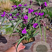 Tradescantia (A) 'JS Brainstorm' GM P9