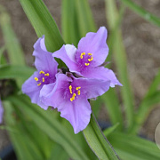 Tradescantia (A) 'Perinne' GM P9