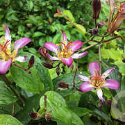 Tricyrtis 'Taipei Silk' GM P9