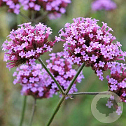 Verbena bon. Bonnie Blue GM P9