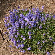 Veronica austr. 'Lapis Lazuli' GM P9