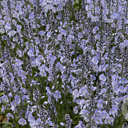 Veronica gent. 'Maihimmel' GM P9