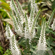 Veronica longif. 'White Jolanda' GM P9