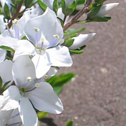 Veronica prostrata 'Alba' GM P9