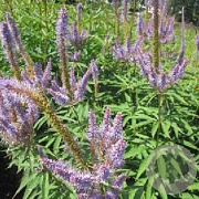 Veronicastrum virg. 'Amethyst' GM P9