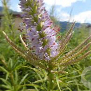 Veronicastrum virg. 'Challenger' GM P9