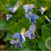 Viola sororia 'Dark Freckles' GM P9