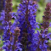 Salvia n. Sensation Compact Violet GM P9