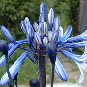 Agapanthus 'African Queen' GM P9