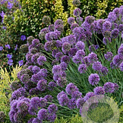 Allium 'Medusas Hair' GM P9