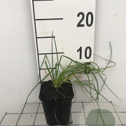 Allium schoenoprasum GM P9