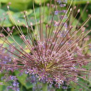 Allium schubertii GM P9