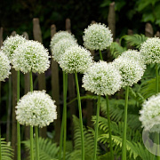 Allium stipitatum 'Mont Blanc' GM  P11